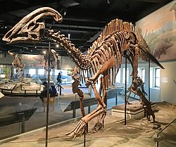 Parasaurolophus.jpg