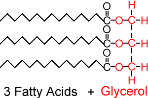 A triglyceride