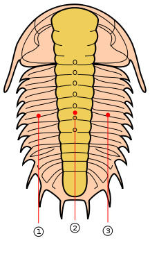 Trilobes.png