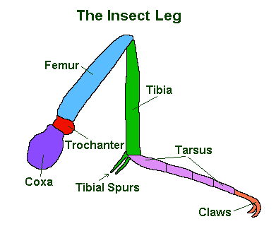 InsectLegDiagram2.gif