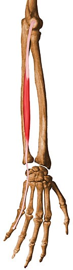 Extensor Digiti Minimi.jpg