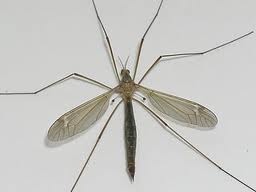 Cranefly.jpeg