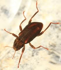 Riffle beetle adult.jpg