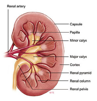 Anatomy Kidney midsagital.jpg