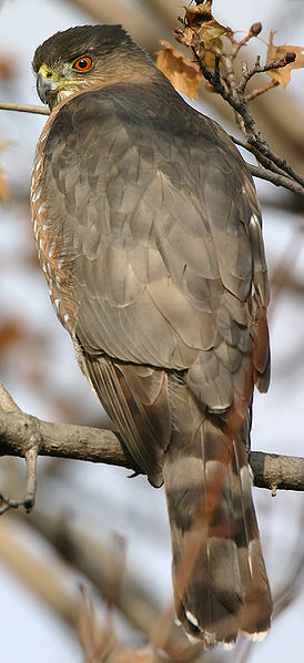 Coopers hawk.jpg