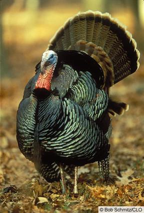 Wild Turkey.jpg