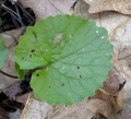 IG Garlic Mustard 4.jpg