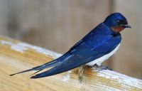 Barn Swallow.jpg