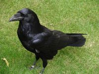 Common Raven.jpg