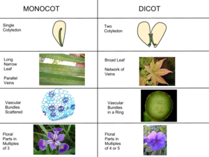 Monocot vs Dicot.svg.png