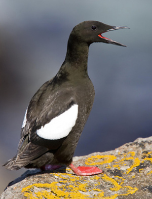 Black Guillemot.jpg