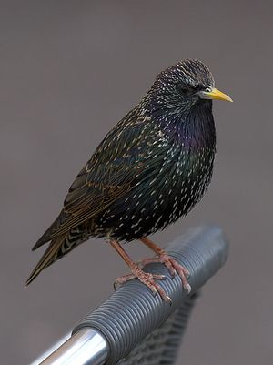 European starling.jpg