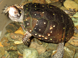 Northern Spotted Turtle.png