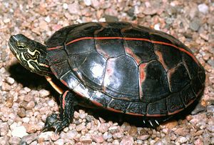 Southern Painted Turtle.jpg