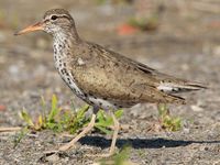 Spotted Sandpiper.jpg