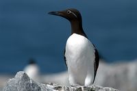 Common Murre.jpg