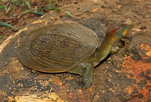 Leiths softshell turtle.jpg