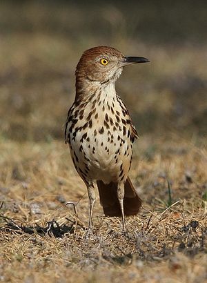 Brown Thrasher.jpg