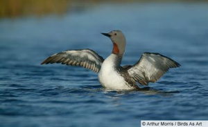 Red-throated Loon.jpg