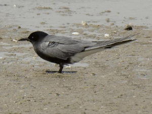 Black Tern.jpg