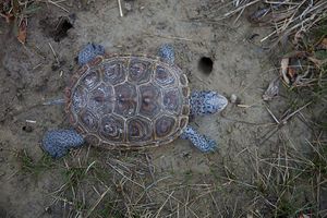 Diamondback Terrapin.jpg