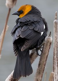 Yellow-headed blackbird.jpg