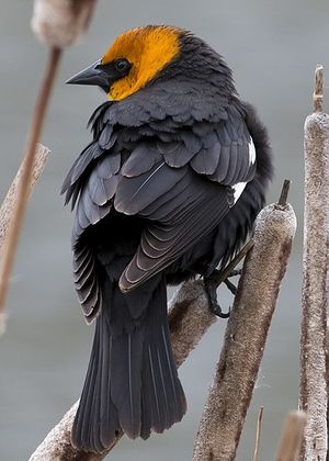 Yellow-headed blackbird.jpg