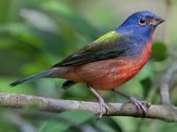 Painted bunting.jpg