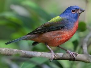 Painted bunting.jpg