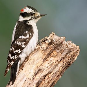 Downy Woodpecker.jpg