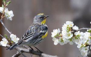 Yellow-rumped warbler.jpg