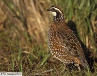 Bobwhite.jpg