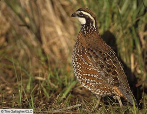 Bobwhite.jpg