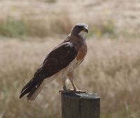 Swainson's hawk.jpg