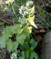 IG Garlic Mustard Reupload.jpg