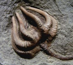 Crinoidea.jpg