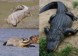 Crocodilia.jpg