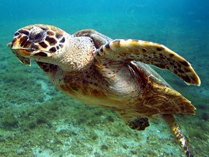 Hawksbill sea turtle.jpg