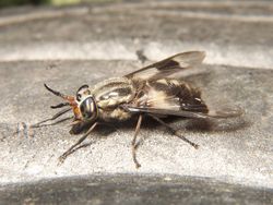 Deer fly adult.jpg