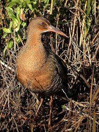 Clapper rail.jpg