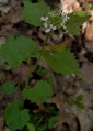 IG Garlic Mustard 3.jpg