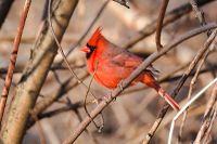 Northern cardinal.jpg