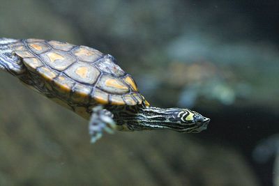 Yellow-blotched map turtle.jpg