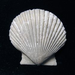 Pecten.jpg