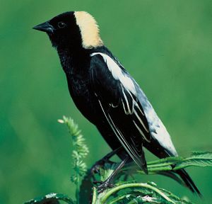 Bobolink.jpg