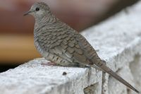 Inca Dove.jpg