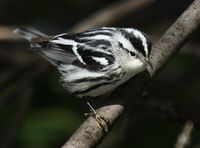 Black-and-white warbler.jpg