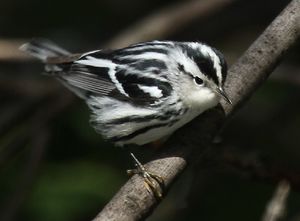 Black-and-white warbler.jpg