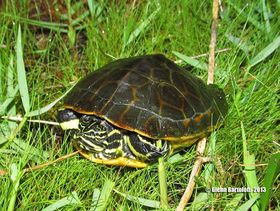 Florida chicken turtle.jpg