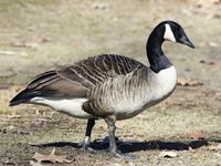 Canada goose.jpg